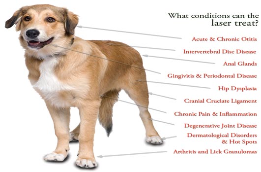 Laser Therapy Treatment