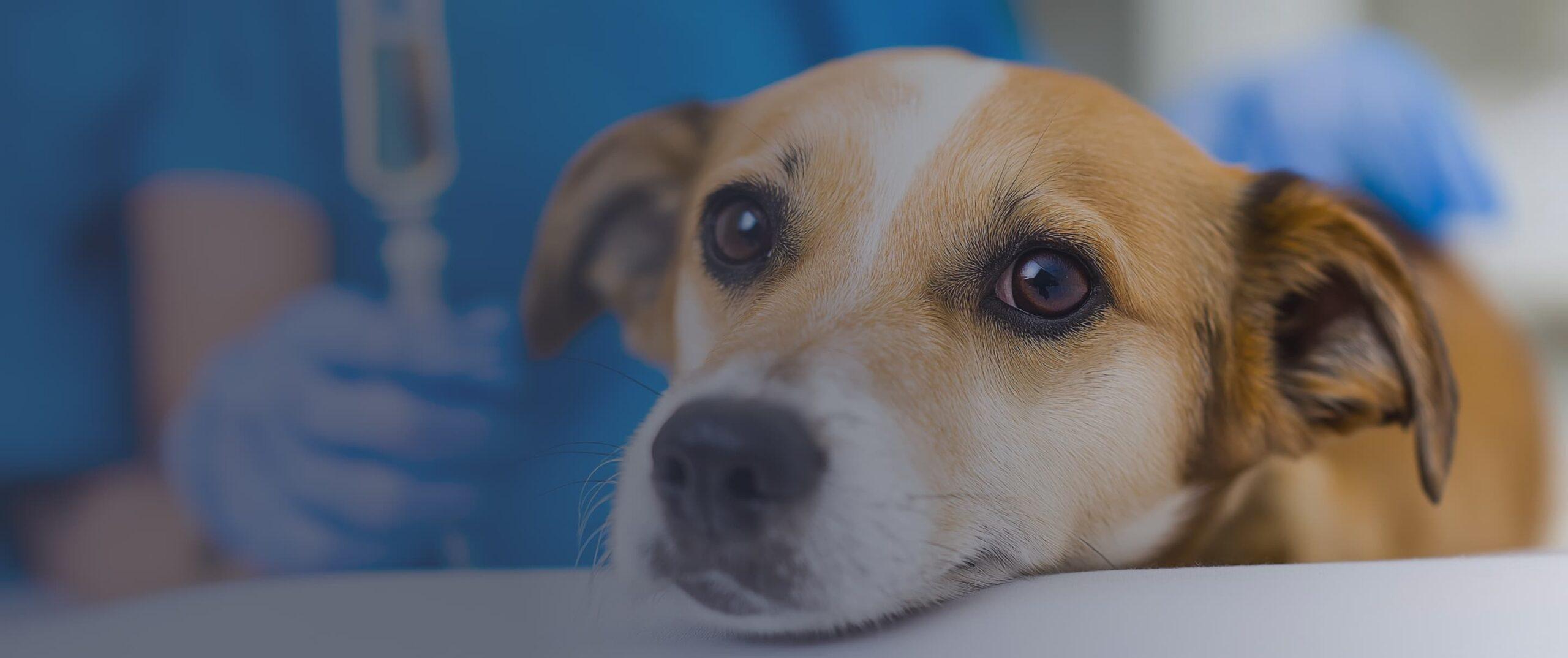 A sick dog is attended to by a vet.